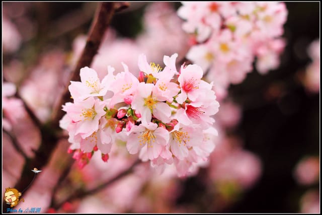 《遊記—新北淡水》天元宮賞櫻去(3/28花況)