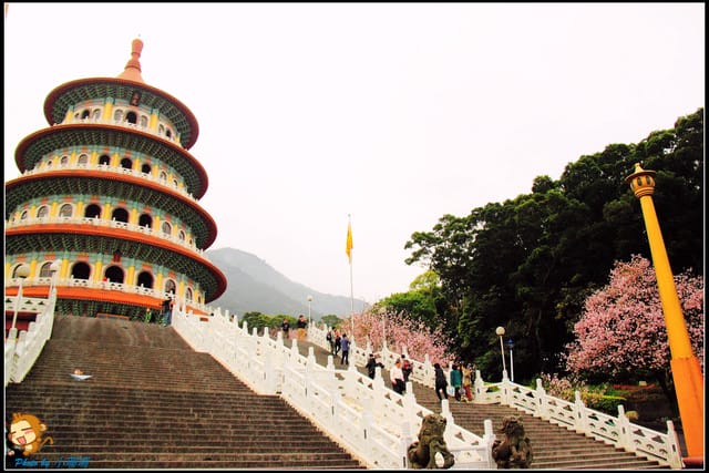 《遊記—新北淡水》天元宮賞櫻去(3/28花況)