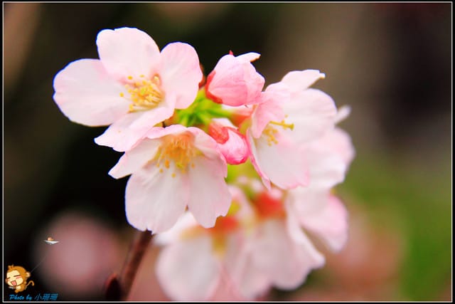 《遊記—新北淡水》天元宮賞櫻去(3/28花況)