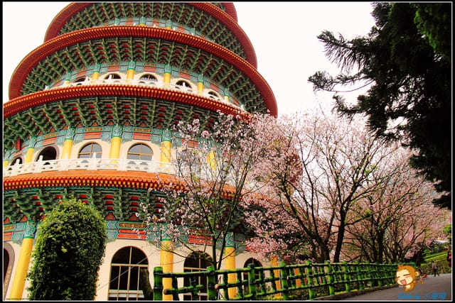 《遊記—新北淡水》天元宮賞櫻去(3/28花況)