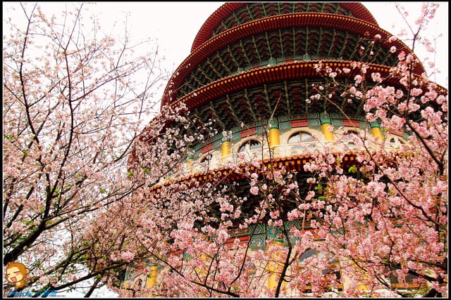 《遊記—新北淡水》天元宮賞櫻去(3/28花況)