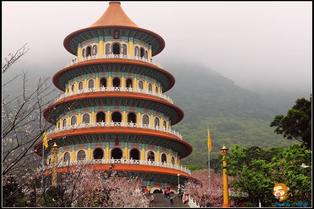 《遊記—新北淡水》天元宮賞櫻去(3/28花況)