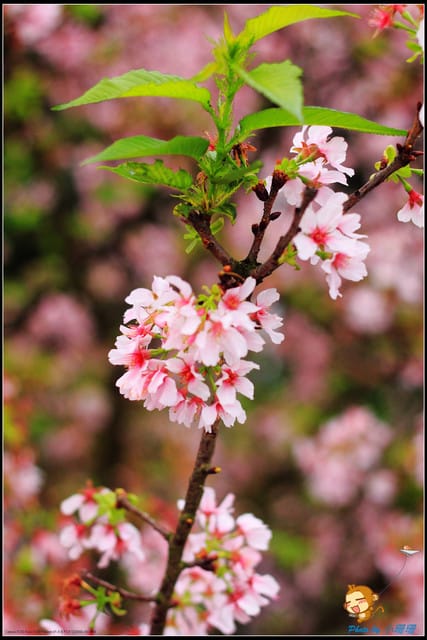 《遊記—新北淡水》天元宮賞櫻去(3/28花況)