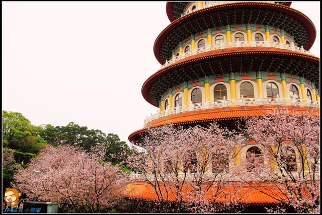 《遊記—新北淡水》天元宮賞櫻去(3/28花況)