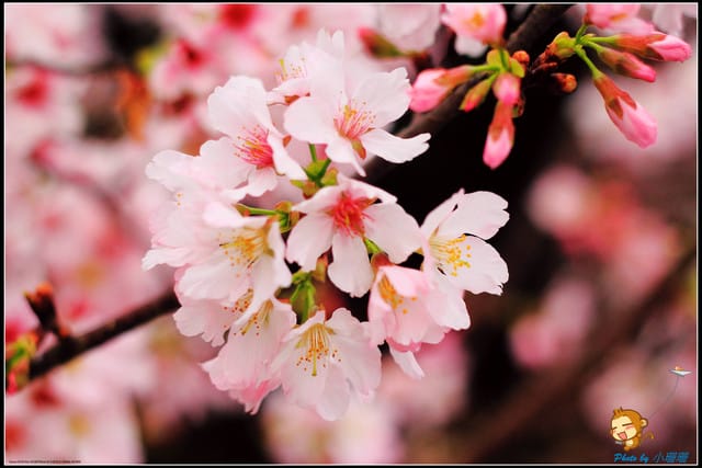 《遊記—新北淡水》天元宮賞櫻去(3/28花況)