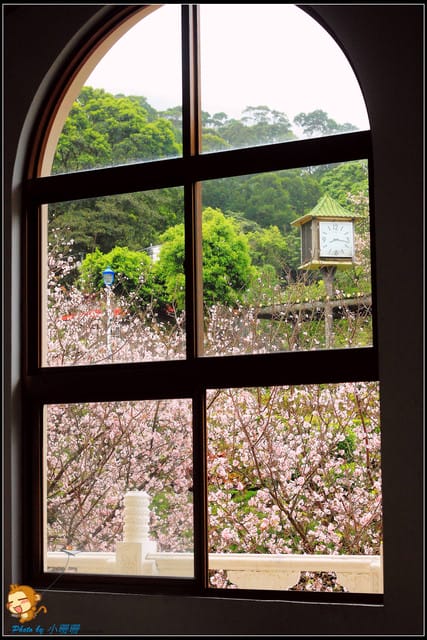 《遊記—新北淡水》天元宮賞櫻去(3/28花況)