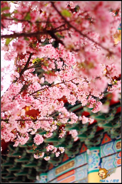 《遊記—新北淡水》天元宮賞櫻去(3/28花況)