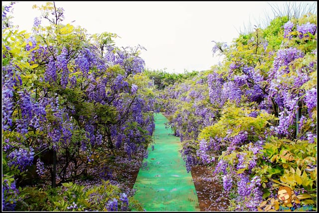 《遊記—新北淡水》紫藤咖啡廳～遇見紫色浪漫！(3/28花況)