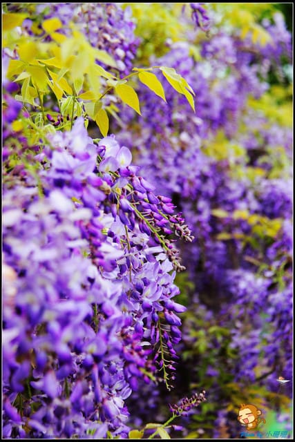 《遊記—新北淡水》紫藤咖啡廳～遇見紫色浪漫！(3/28花況)