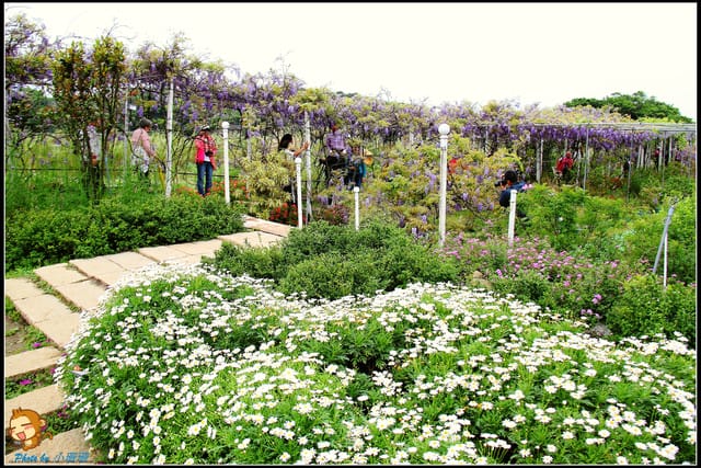 《遊記—新北淡水》紫藤咖啡廳～遇見紫色浪漫！(3/28花況)