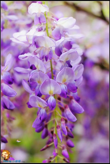 《遊記—新北淡水》紫藤咖啡廳～遇見紫色浪漫！(3/28花況)