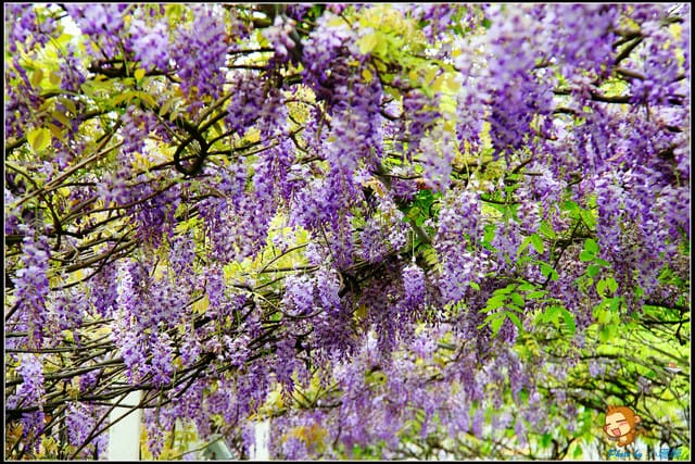《遊記—新北淡水》紫藤咖啡廳～遇見紫色浪漫！(3/28花況)