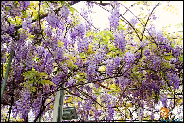 《遊記—新北淡水》紫藤咖啡廳～遇見紫色浪漫！(3/28花況)