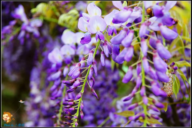 《遊記—新北淡水》紫藤咖啡廳～遇見紫色浪漫！(3/28花況)