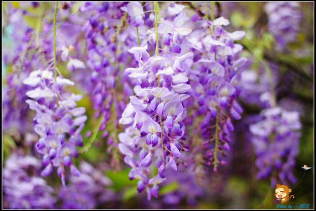 《遊記—新北淡水》紫藤咖啡廳～遇見紫色浪漫！(3/28花況)