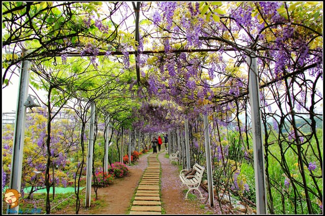 《遊記—新北淡水》紫藤咖啡廳～遇見紫色浪漫！(3/28花況)