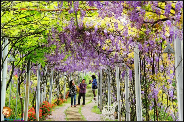 《遊記—新北淡水》紫藤咖啡廳～遇見紫色浪漫！(3/28花況)