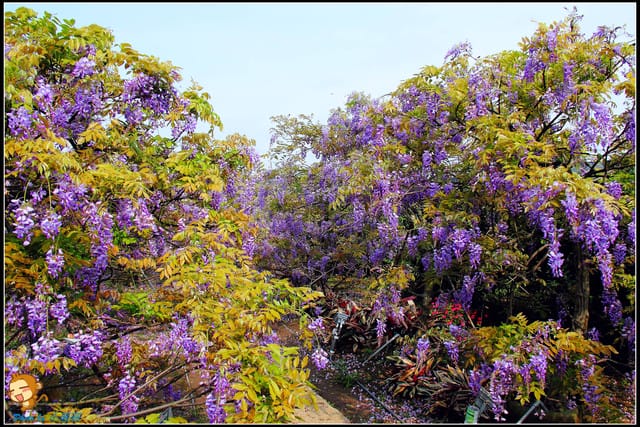 《遊記—新北淡水》紫藤咖啡廳～遇見紫色浪漫！(3/28花況)