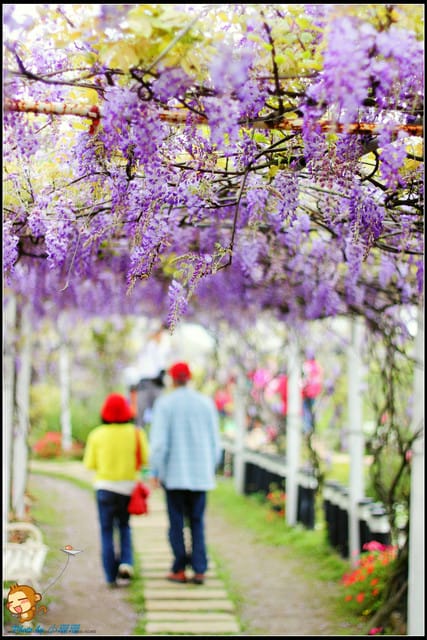 《遊記—新北淡水》紫藤咖啡廳～遇見紫色浪漫！(3/28花況)