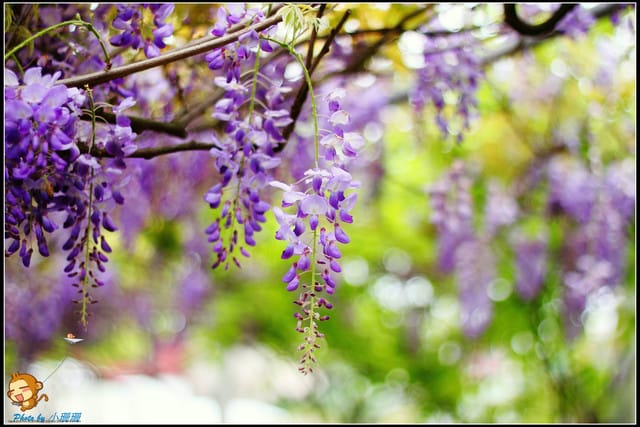 《遊記—新北淡水》紫藤咖啡廳～遇見紫色浪漫！(3/28花況)