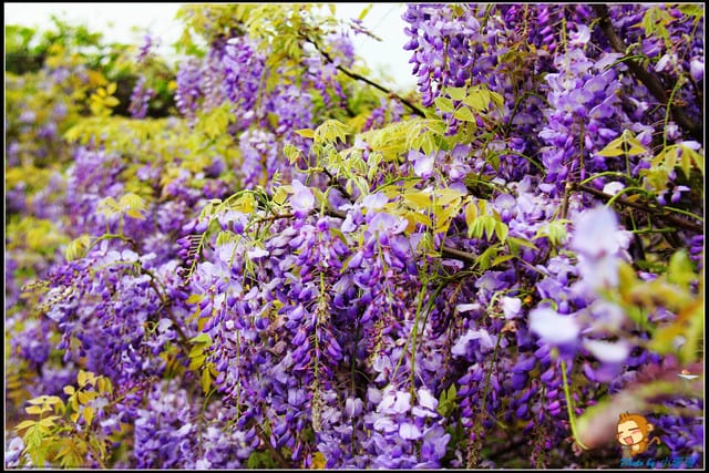 《遊記—新北淡水》紫藤咖啡廳～遇見紫色浪漫！(3/28花況)