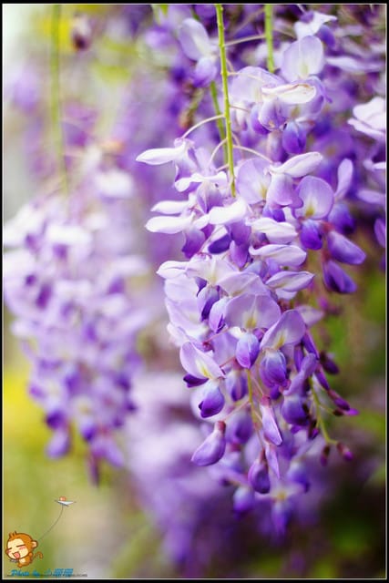 《遊記—新北淡水》紫藤咖啡廳～遇見紫色浪漫！(3/28花況)