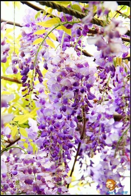 《遊記—新北淡水》紫藤咖啡廳～遇見紫色浪漫！(3/28花況)