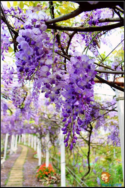 《遊記—新北淡水》紫藤咖啡廳～遇見紫色浪漫！(3/28花況)