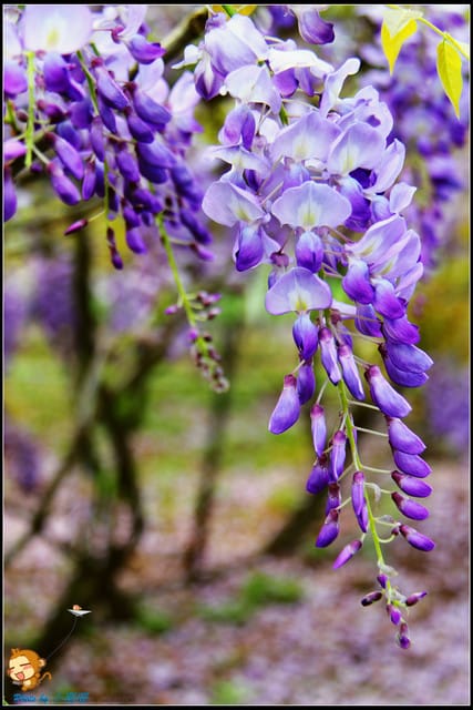 《遊記—新北淡水》紫藤咖啡廳～遇見紫色浪漫！(3/28花況)