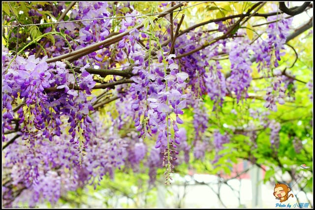 《遊記—新北淡水》紫藤咖啡廳～遇見紫色浪漫！(3/28花況)