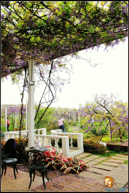 《遊記—新北淡水》紫藤咖啡廳～遇見紫色浪漫！(3/28花況)