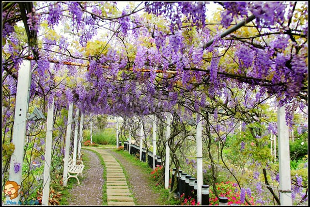 《遊記—新北淡水》紫藤咖啡廳～遇見紫色浪漫！(3/28花況)
