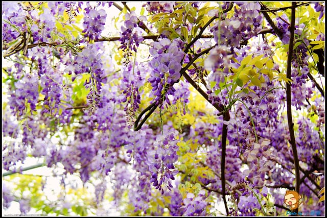 《遊記—新北淡水》紫藤咖啡廳～遇見紫色浪漫！(3/28花況)