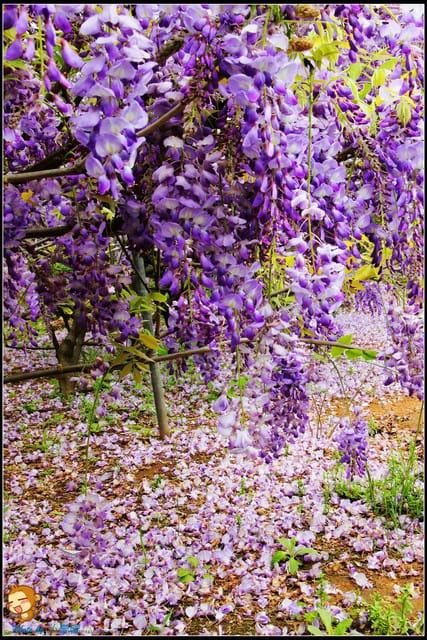 《遊記—新北淡水》紫藤咖啡廳～遇見紫色浪漫！(3/28花況)