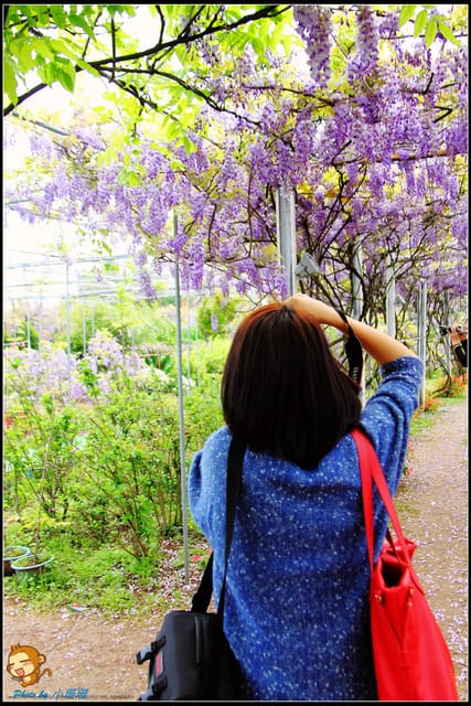 《遊記—新北淡水》紫藤咖啡廳～遇見紫色浪漫！(3/28花況)