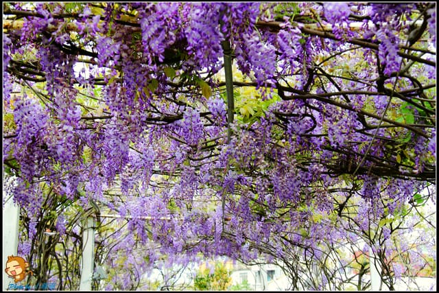 《遊記—新北淡水》紫藤咖啡廳～遇見紫色浪漫！(3/28花況)