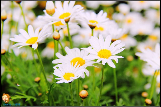 《遊記—新北淡水》紫藤咖啡廳～遇見紫色浪漫！(3/28花況)