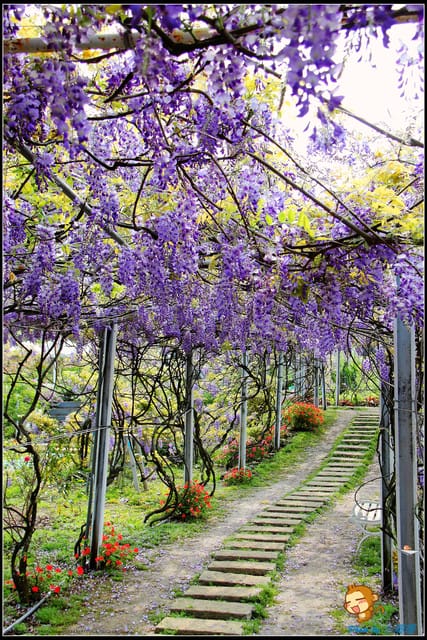 《遊記—新北淡水》紫藤咖啡廳～遇見紫色浪漫！(3/28花況)