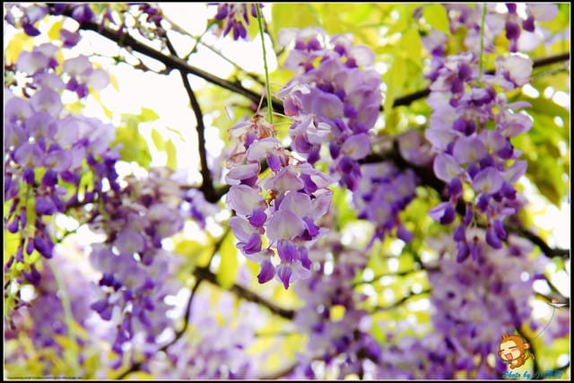 《遊記—新北淡水》紫藤咖啡廳～遇見紫色浪漫！(3/28花況)