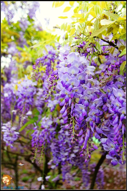 《遊記—新北淡水》紫藤咖啡廳～遇見紫色浪漫！(3/28花況)