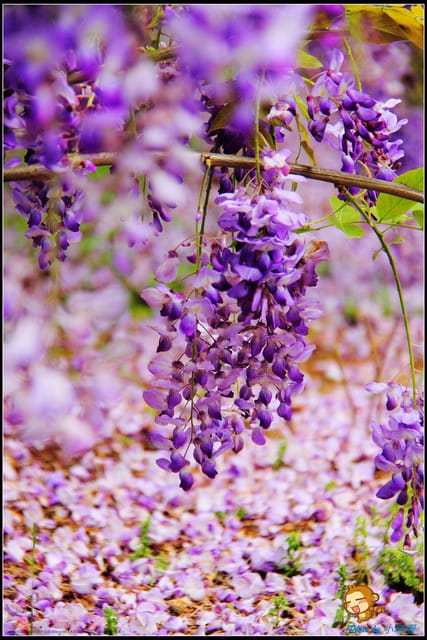 《遊記—新北淡水》紫藤咖啡廳～遇見紫色浪漫！(3/28花況)