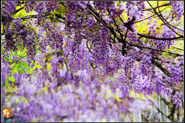 《遊記—新北淡水》紫藤咖啡廳～遇見紫色浪漫！(3/28花況)