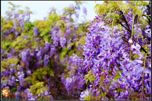 《遊記—新北淡水》紫藤咖啡廳～遇見紫色浪漫！(3/28花況)