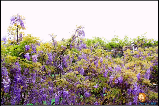 《遊記—新北淡水》紫藤咖啡廳～遇見紫色浪漫！(3/28花況)