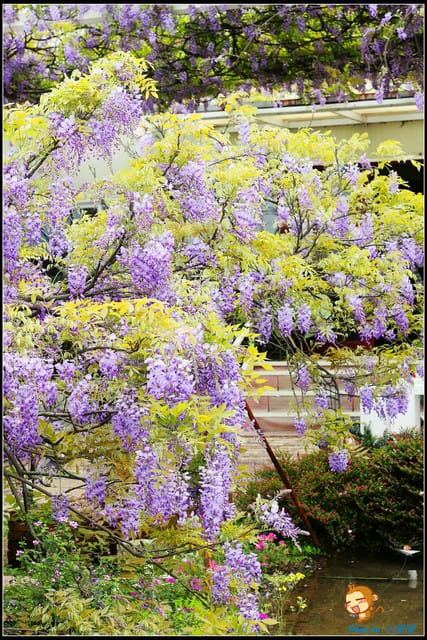 《遊記—新北淡水》紫藤咖啡廳～遇見紫色浪漫！(3/28花況)