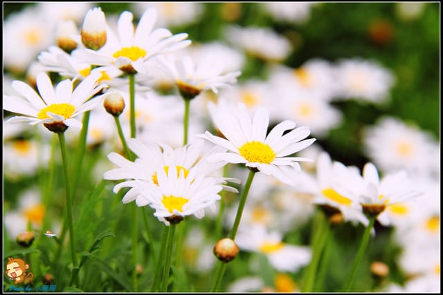 《遊記—新北淡水》紫藤咖啡廳～遇見紫色浪漫！(3/28花況)