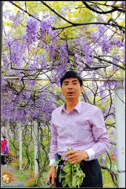 《遊記—新北淡水》紫藤咖啡廳～遇見紫色浪漫！(3/28花況)