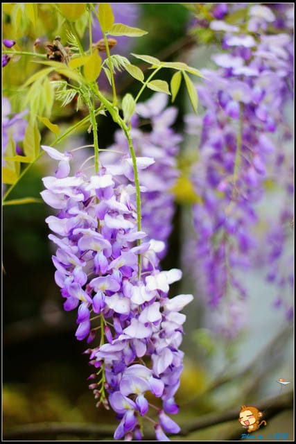 《遊記—新北淡水》紫藤咖啡廳～遇見紫色浪漫！(3/28花況)