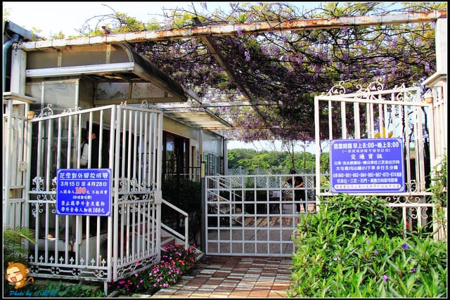 《遊記—新北淡水》紫藤咖啡廳～遇見紫色浪漫！(3/28花況)