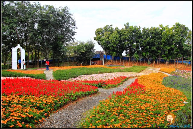 《遊記—彰化芬園》就是愛荔枝樂園～見證浪漫愛情的園地